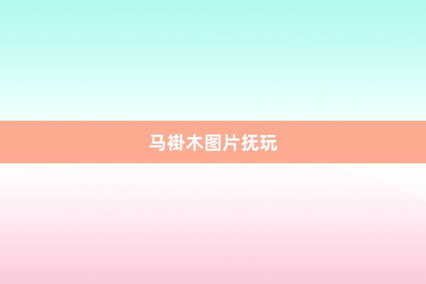 马褂木图片抚玩