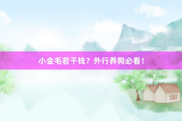 小金毛若干钱?外行养狗必看!